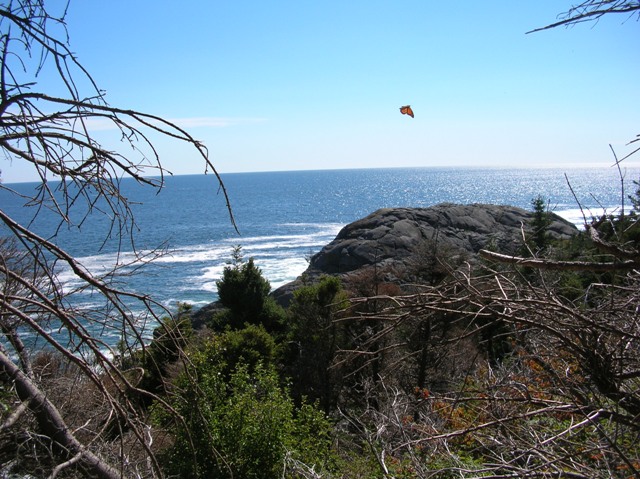 Monarch on Monhegan